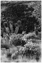 Cactus, yucca, and juniper. Castle Mountains National Monument, California, USA ( black and white)
