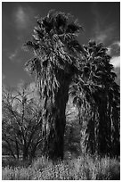 California native palm trees, Big Morongo Canyon Preserve. Sand to Snow National Monument, California, USA ( black and white)