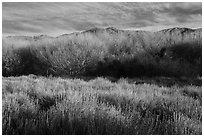 Goldenbush and bare trees in winter, Big Morongo Canyon Preserve. Sand to Snow National Monument, California, USA ( black and white)