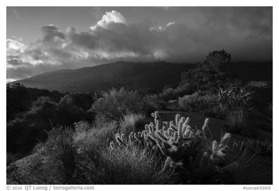 Cactus, Pinyon pines and Santa Rosa Mountains. Santa Rosa and San Jacinto Mountains National Monument, California, USA (black and white)