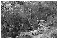 Trees in creek bed with remnants of autumn foliage, Tahquitz Canyon, Palm Springs. Santa Rosa and San Jacinto Mountains National Monument, California, USA ( black and white)