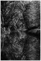 Trees and reflections in Eticuera Creek. Berryessa Snow Mountain National Monument, California, USA ( black and white)