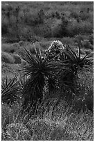 Yucca in bloom, Mission Creek. Sand to Snow National Monument, California, USA ( black and white)