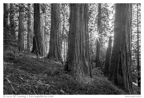 McIntyre Grove and sunstar. Giant Sequoia National Monument, Sequoia National Forest, California, USA (black and white)