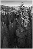 Aerial view of Boole Tree and Kings Canyon. Giant Sequoia National Monument, Sequoia National Forest, California, USA ( black and white)