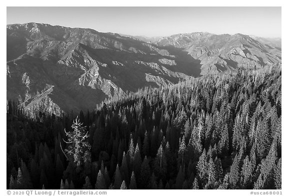 Aerial view of Converse Basin with Boole Tree and Kings Canyon. Giant Sequoia National Monument, Sequoia National Forest, California, USA (black and white)