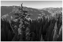 Aerial view of Boole Tree crown and Kings Canyon. Giant Sequoia National Monument, Sequoia National Forest, California, USA ( black and white)