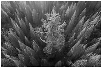 Aerial view of Boole Tree. Giant Sequoia National Monument, Sequoia National Forest, California, USA ( black and white)