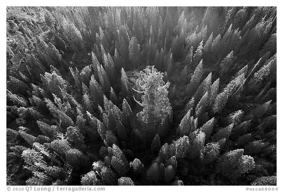 Aerial view of Boole Tree sequoia among pine trees. Giant Sequoia National Monument, Sequoia National Forest, California, USA (black and white)