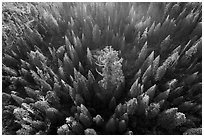 Aerial view of Boole Tree sequoia among pine trees. Giant Sequoia National Monument, Sequoia National Forest, California, USA ( black and white)