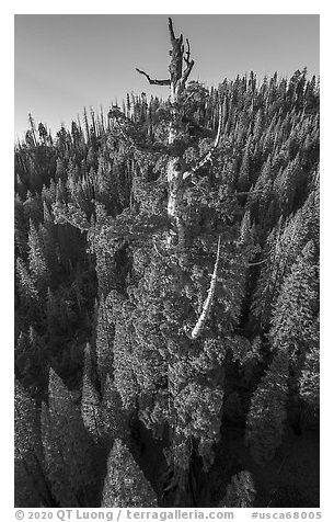 Aerial view of Boole Tree crown. Giant Sequoia National Monument, Sequoia National Forest, California, USA (black and white)
