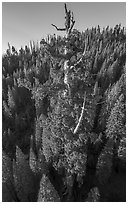 Aerial view of Boole Tree crown. Giant Sequoia National Monument, Sequoia National Forest, California, USA ( black and white)