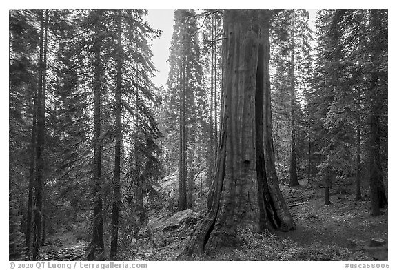 Base of Boole tree, sunrise. Giant Sequoia National Monument, Sequoia National Forest, California, USA (black and white)