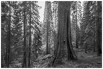 Base of Boole tree, sunrise. Giant Sequoia National Monument, Sequoia National Forest, California, USA ( black and white)