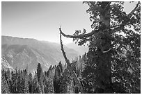 Aerial view of Boole Tree crown and Kings Canyon. Giant Sequoia National Monument, Sequoia National Forest, California, USA ( black and white)
