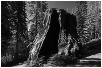 Chicago Stump, Converse Basin. Giant Sequoia National Monument, Sequoia National Forest, California, USA ( black and white)