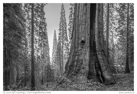 Boole Tree with fire scar, Converse Basin Grove. Giant Sequoia National Monument, Sequoia National Forest, California, USA (black and white)