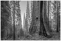 Boole Tree with fire scar, Converse Basin Grove. Giant Sequoia National Monument, Sequoia National Forest, California, USA ( black and white)