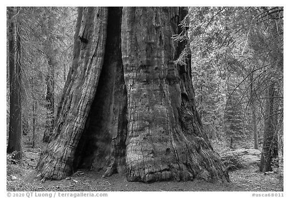 Base of Boole Tree. Giant Sequoia National Monument, Sequoia National Forest, California, USA (black and white)