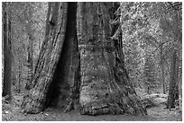 Base of Boole Tree. Giant Sequoia National Monument, Sequoia National Forest, California, USA ( black and white)