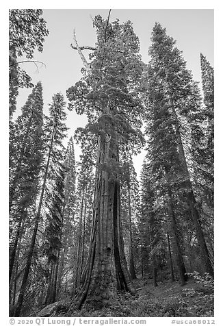 Boole Tree giant sequoia, late afternoon. Giant Sequoia National Monument, Sequoia National Forest, California, USA (black and white)