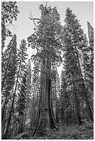 Boole Tree giant sequoia, late afternoon. Giant Sequoia National Monument, Sequoia National Forest, California, USA ( black and white)