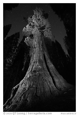 Boole Tree at night. Giant Sequoia National Monument, Sequoia National Forest, California, USA (black and white)