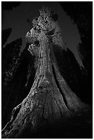 Boole Tree at night. Giant Sequoia National Monument, Sequoia National Forest, California, USA ( black and white)