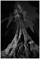 Boole Tree from the base and stars. Giant Sequoia National Monument, Sequoia National Forest, California, USA ( black and white)