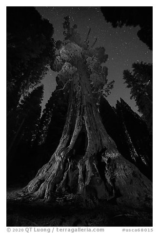Boole Tree and starry sky. Giant Sequoia National Monument, Sequoia National Forest, California, USA (black and white)