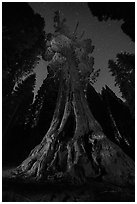 Boole Tree and starry sky. Giant Sequoia National Monument, Sequoia National Forest, California, USA ( black and white)