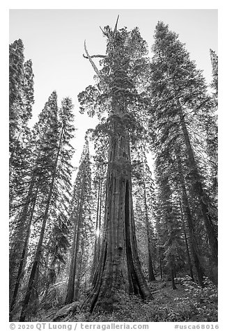 Boole Tree giant sequoia, sunrise. Giant Sequoia National Monument, Sequoia National Forest, California, USA (black and white)
