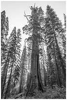 Boole Tree giant sequoia, sunrise. Giant Sequoia National Monument, Sequoia National Forest, California, USA ( black and white)
