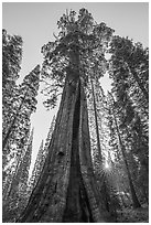 Boole Tree and sunstar. Giant Sequoia National Monument, Sequoia National Forest, California, USA ( black and white)