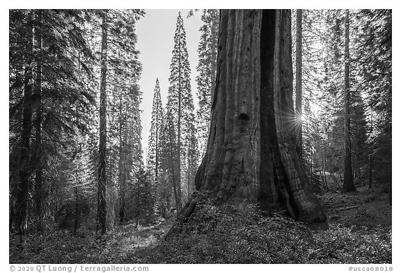 Base of Boole Tree and sun star. Giant Sequoia National Monument, Sequoia National Forest, California, USA (black and white)