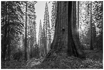 Base of Boole Tree and sun star. Giant Sequoia National Monument, Sequoia National Forest, California, USA ( black and white)