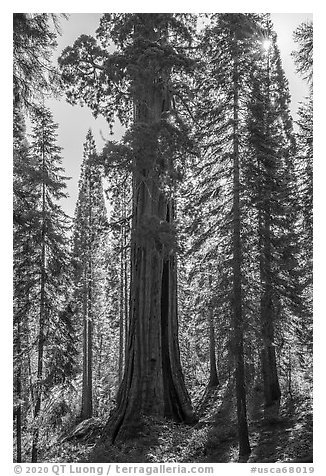 Giant sequoia (Boole Tree) in forest, Converse Basin Grove. Giant Sequoia National Monument, Sequoia National Forest, California, USA (black and white)