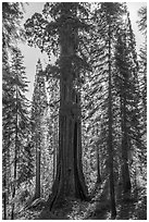 Giant sequoia (Boole Tree) in forest, Converse Basin Grove. Giant Sequoia National Monument, Sequoia National Forest, California, USA ( black and white)