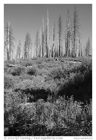Wildflowers and burned trees, Converse Basin. Giant Sequoia National Monument, Sequoia National Forest, California, USA (black and white)