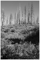 Wildflowers and burned trees, Converse Basin. Giant Sequoia National Monument, Sequoia National Forest, California, USA ( black and white)