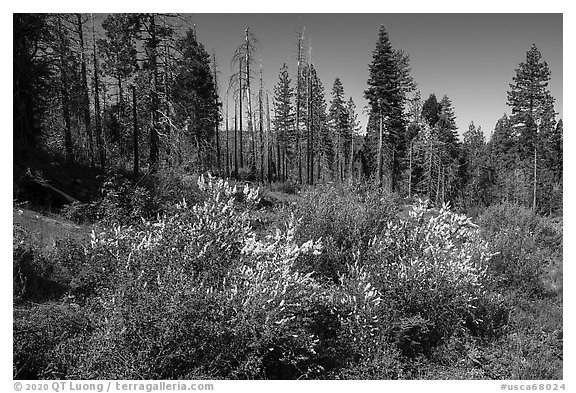 Shrub in bloom and forest, Converse Basin. Giant Sequoia National Monument, Sequoia National Forest, California, USA (black and white)