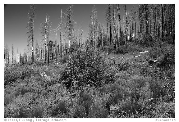 Wildflowers and burned trees. Giant Sequoia National Monument, Sequoia National Forest, California, USA (black and white)