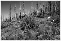 Wildflowers and burned trees. Giant Sequoia National Monument, Sequoia National Forest, California, USA ( black and white)
