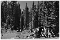 Stump Meadow. Giant Sequoia National Monument, Sequoia National Forest, California, USA ( black and white)
