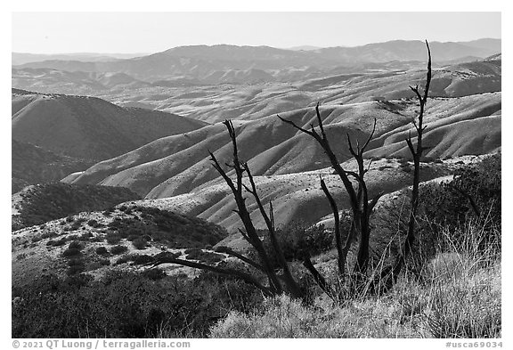 Tree skeleton and Caliente Range. Carrizo Plain National Monument, California, USA (black and white)