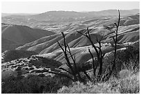 Tree skeleton and Caliente Range. Carrizo Plain National Monument, California, USA ( black and white)