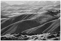 Foothills, Caliente Range. Carrizo Plain National Monument, California, USA ( black and white)