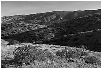 Forested slopes, Caliente Range. Carrizo Plain National Monument, California, USA ( black and white)