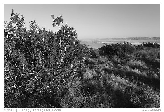 Juniper on Caliente Ridge. Carrizo Plain National Monument, California, USA (black and white)