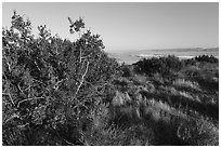 Juniper on Caliente Ridge. Carrizo Plain National Monument, California, USA ( black and white)